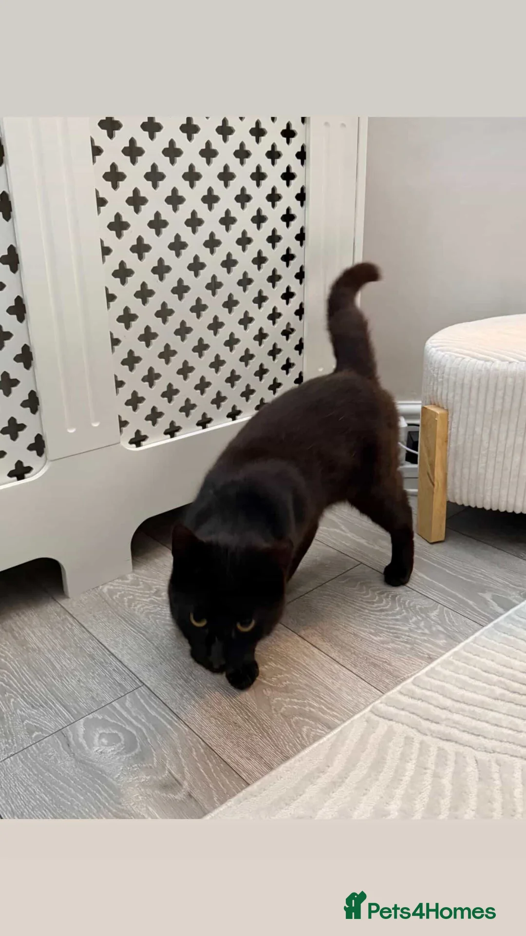 Mixed Breed cats for sale: Mr Miaouth - Advert 2