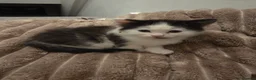 Mixed Breed cats for sale: Two gorgeous angels need a forever home  in Witney - Advert 28
