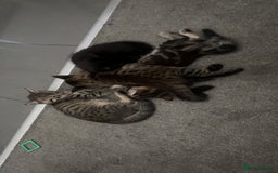 British Shorthair cats for sale: 3 beautiful tabby kittens with Maine coon  - Image 2