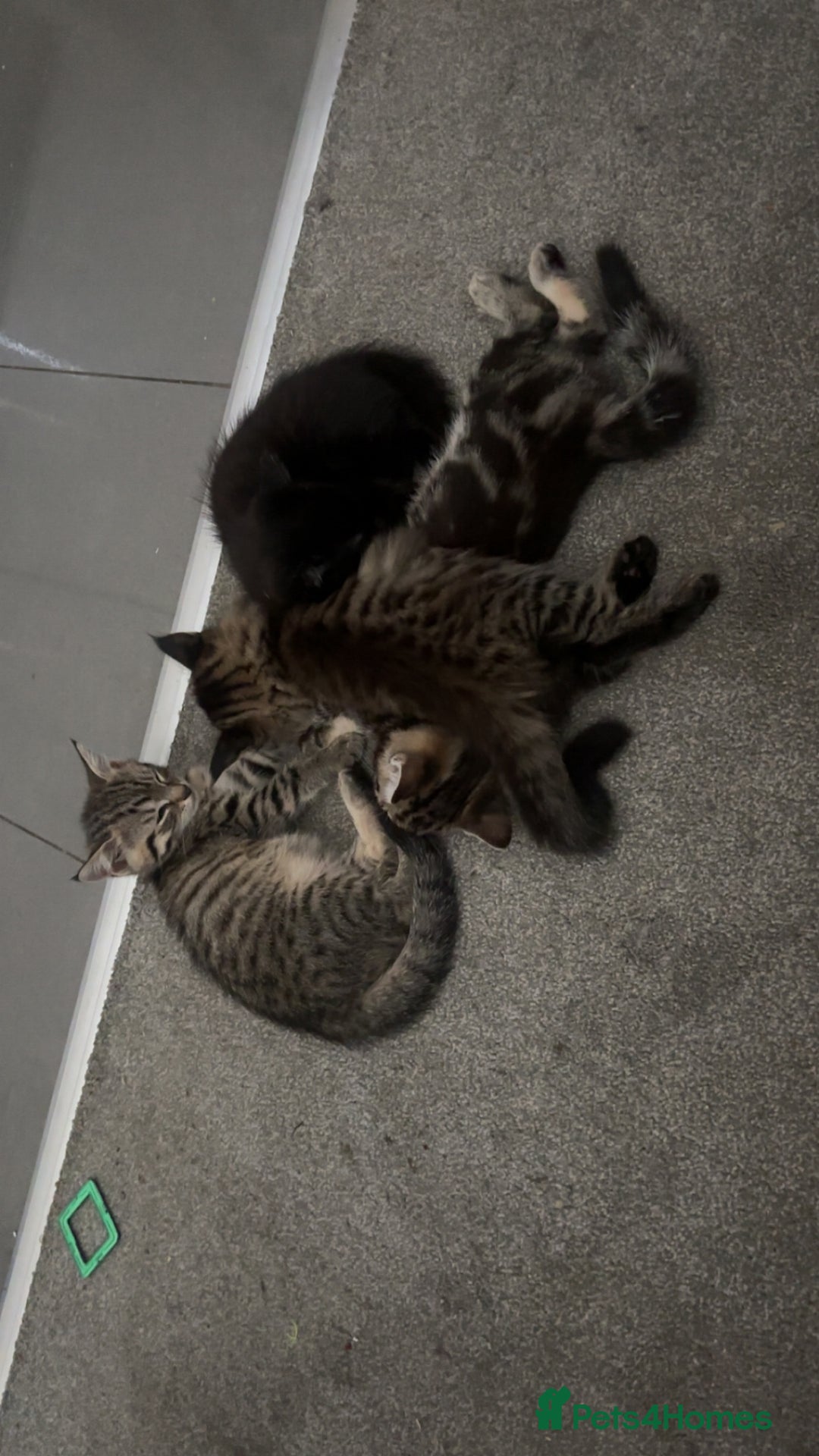 British Shorthair cats for sale: 3 beautiful tabby kittens with Maine coon  - Image 2