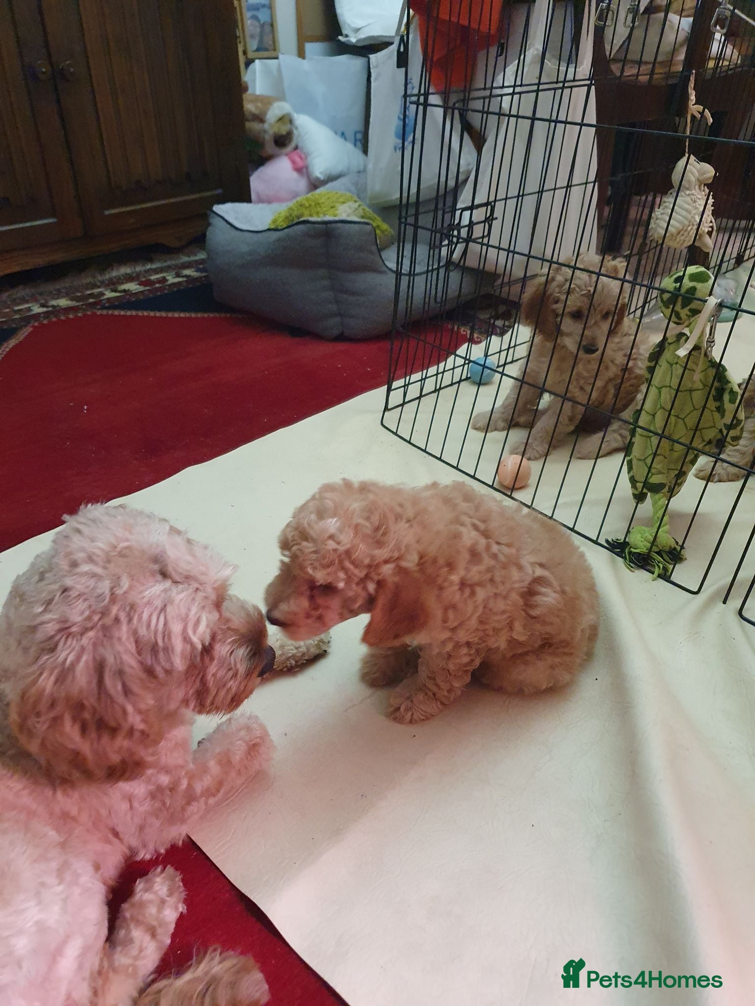 Cockapoo dogs Tubsy  - Advert 1
