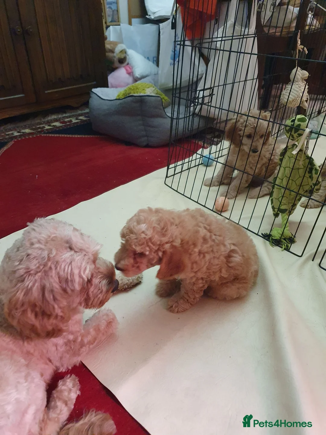 Cockapoo dogs for sale: Tubsy  - Advert 1