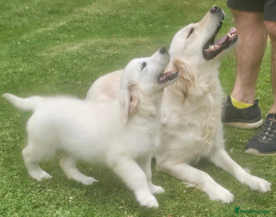Golden Retriever dogs for sale: One lovely female puppy available  - Image 9