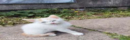 Mixed Breed cats for sale: LITTLE  KITTENS  - Advert 5