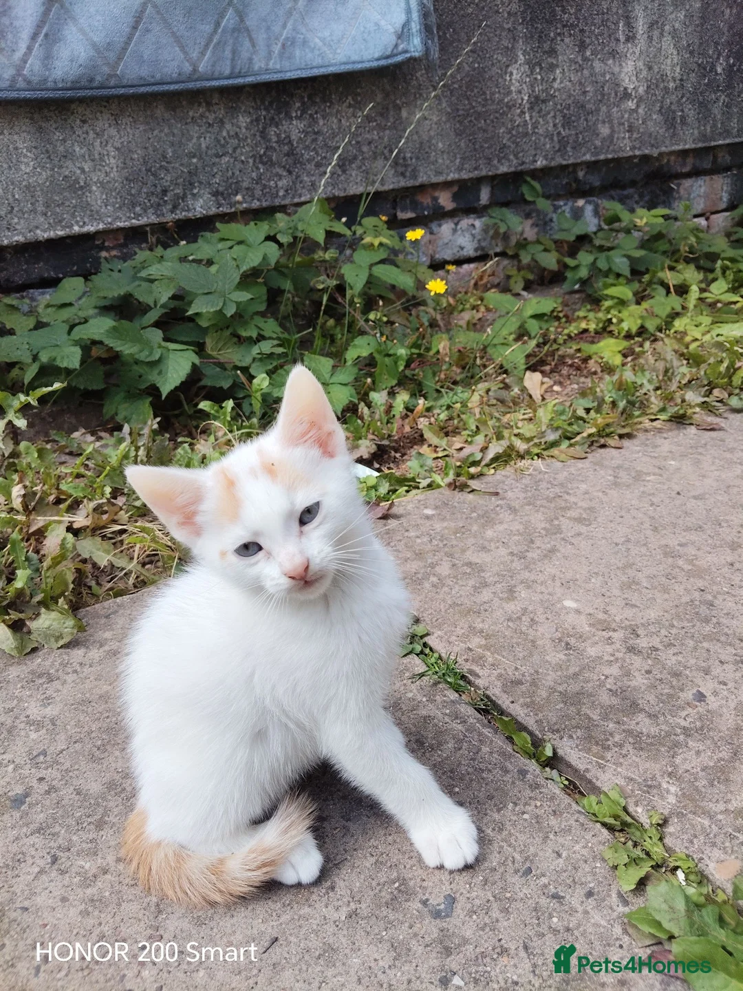 Mixed Breed cats for sale: LITTLE  KITTENS  - Advert 5