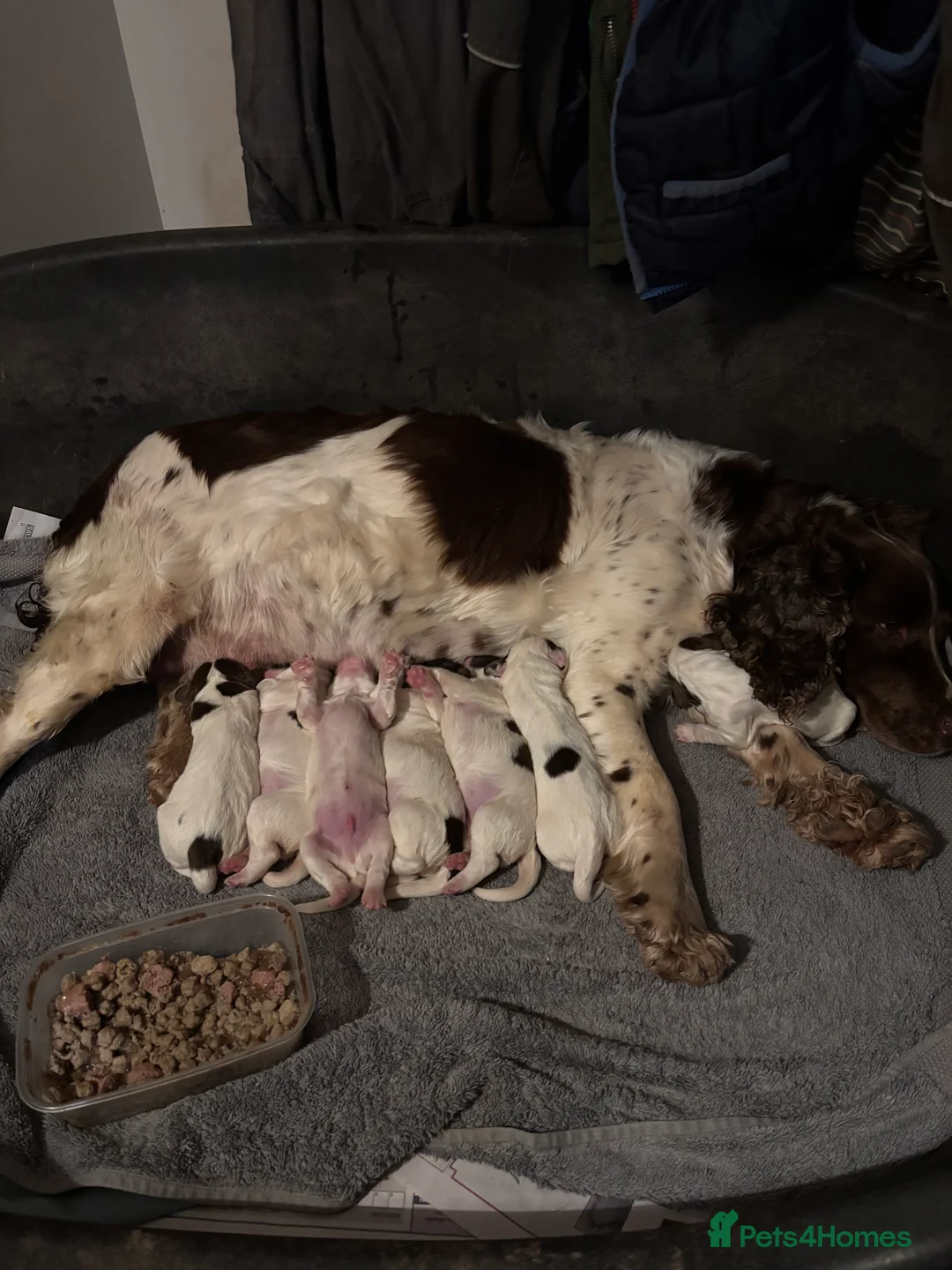 English Springer Spaniel dogs for sale: Springer Spaniel puppies  in Kingsbridge - Advert 6