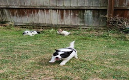 Mixed Breed dogs for sale: Jack Russel x pomeranian - Image 15
