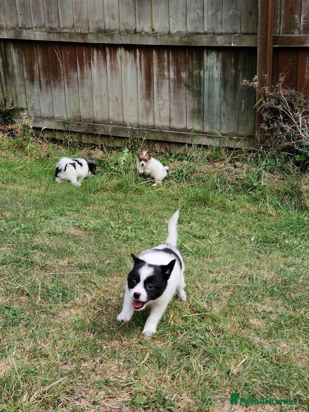 Mixed Breed dogs for sale: Jack Russel x pomeranian - Image 15