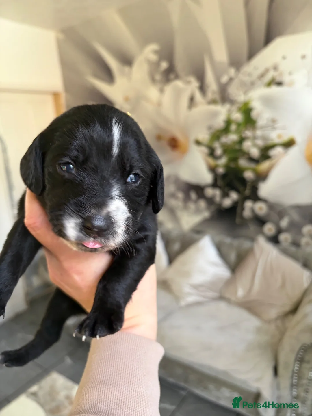 Mixed Breed dogs for sale: Labradoodle puppies for sale in Prescot - Advert 2
