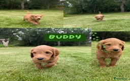 Australian Labradoodle dogs for sale: Australian Labradoodle puppies  - Image 28