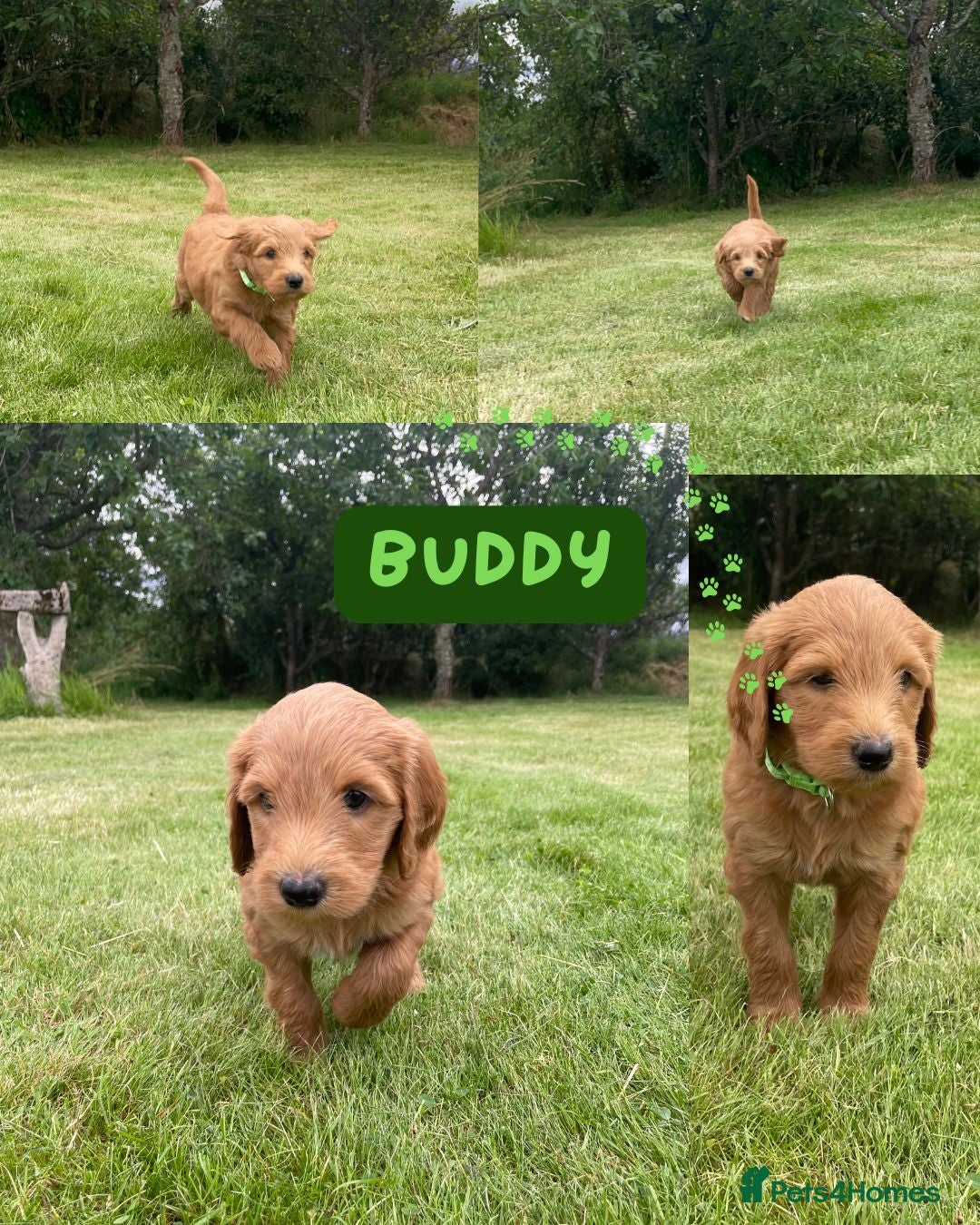 Australian Labradoodle dogs for sale: Australian Labradoodle puppies  - Image 28