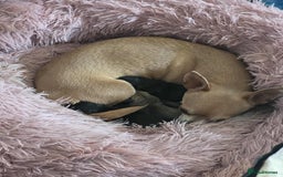 Chihuahua dogs for sale: 2 chihuahua girl puppies  - Advert 3