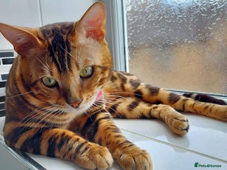 Bengal cats in Harlow - Advert 4