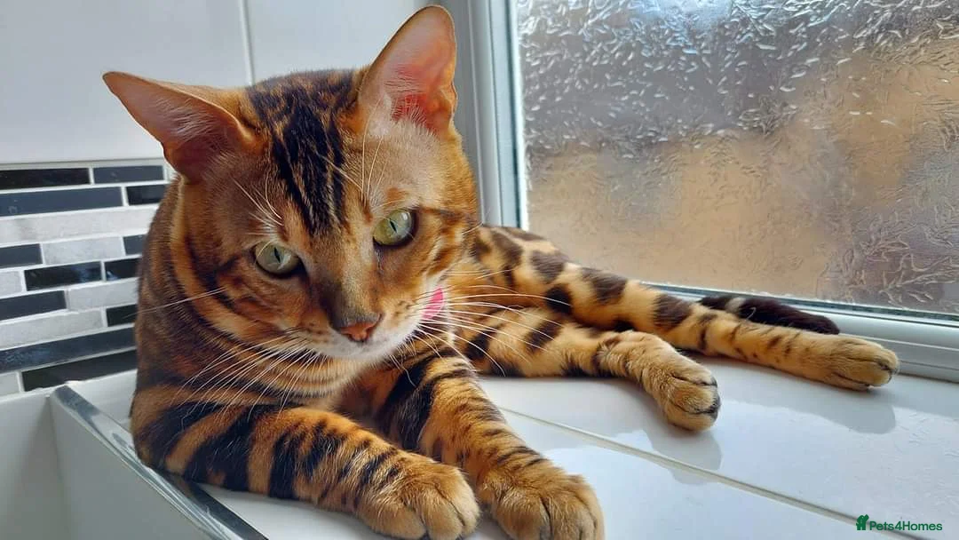 Bengal cats for stud: Impressive Stud Bengal TICA WCF reg in Harlow - Advert 2