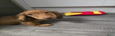 Miniature Dachshund Puppy 1