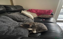 Domestic Shorthair cats for sale: Lola (Bradford based ) - Image 6