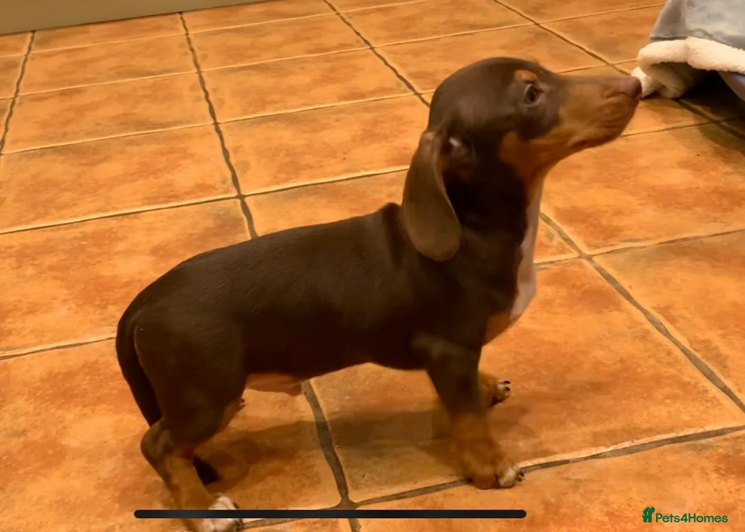 Jack Russell dogs for sale: Jack Russel Puppies - Advert 9