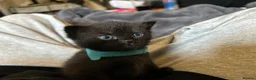 Scottish Fold cats for sale: Ragdoll x Scottish Fold - litter of 4!  - Advert 19