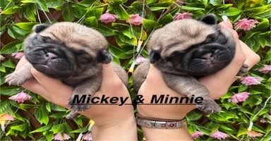 Pug dogs - Advert 6