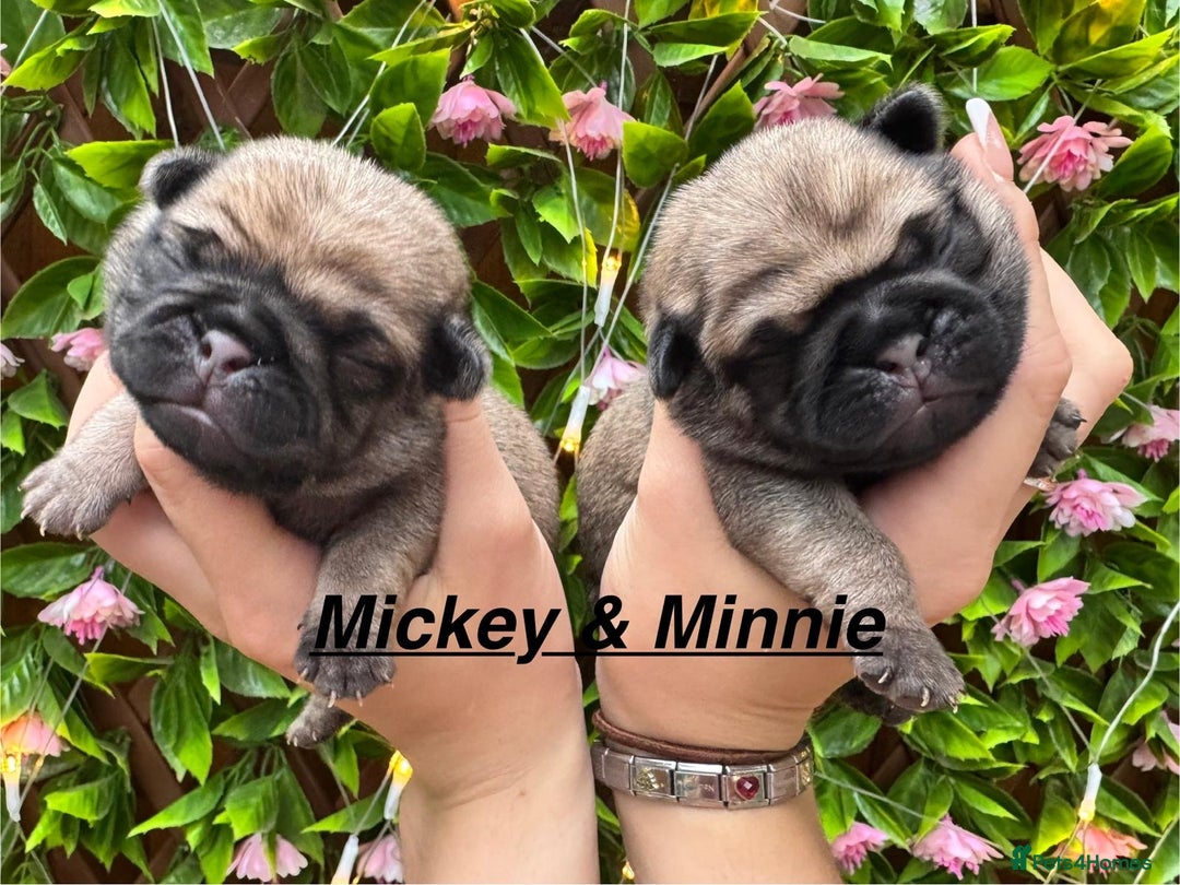 Pug dogs for sale: Kc Registered pedigree pug puppies  - Image 2