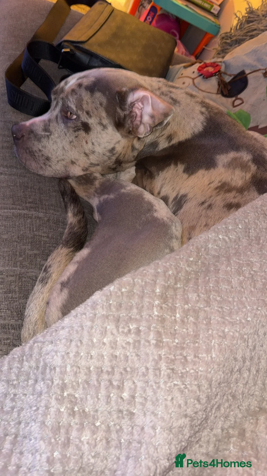 Mixed Breed dogs for sale: Six Beautiful Mix Husky/Italian Mastiff Puppies - Advert 2