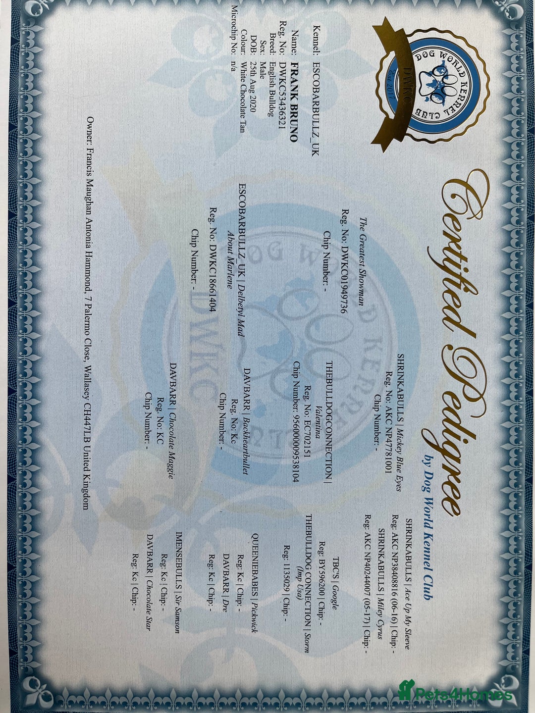 English Bulldog dogs for stud: STUD FOR HIRE - Advert 3