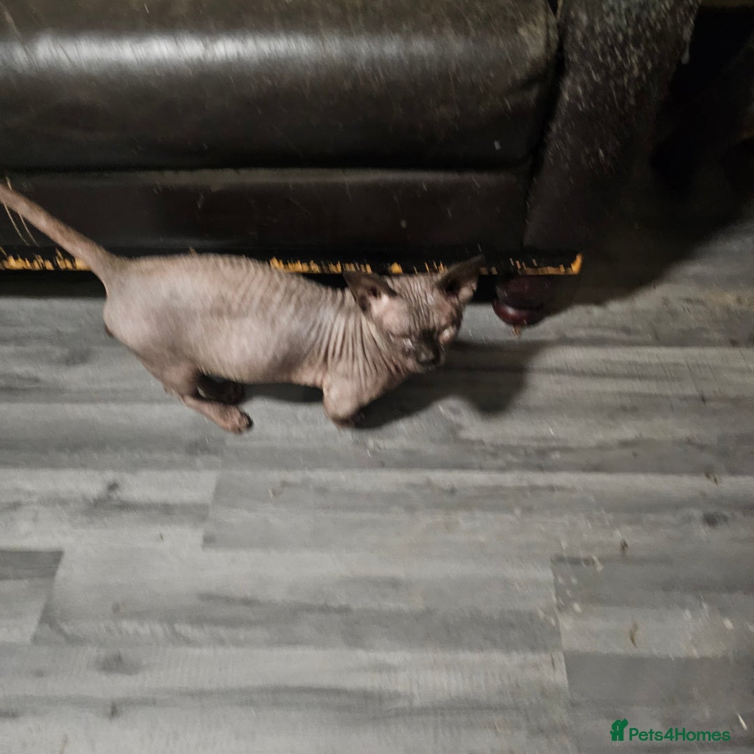 Sphynx cats for sale: Odd eyes bambino ,oddeyes elf shpynx  - Image 4