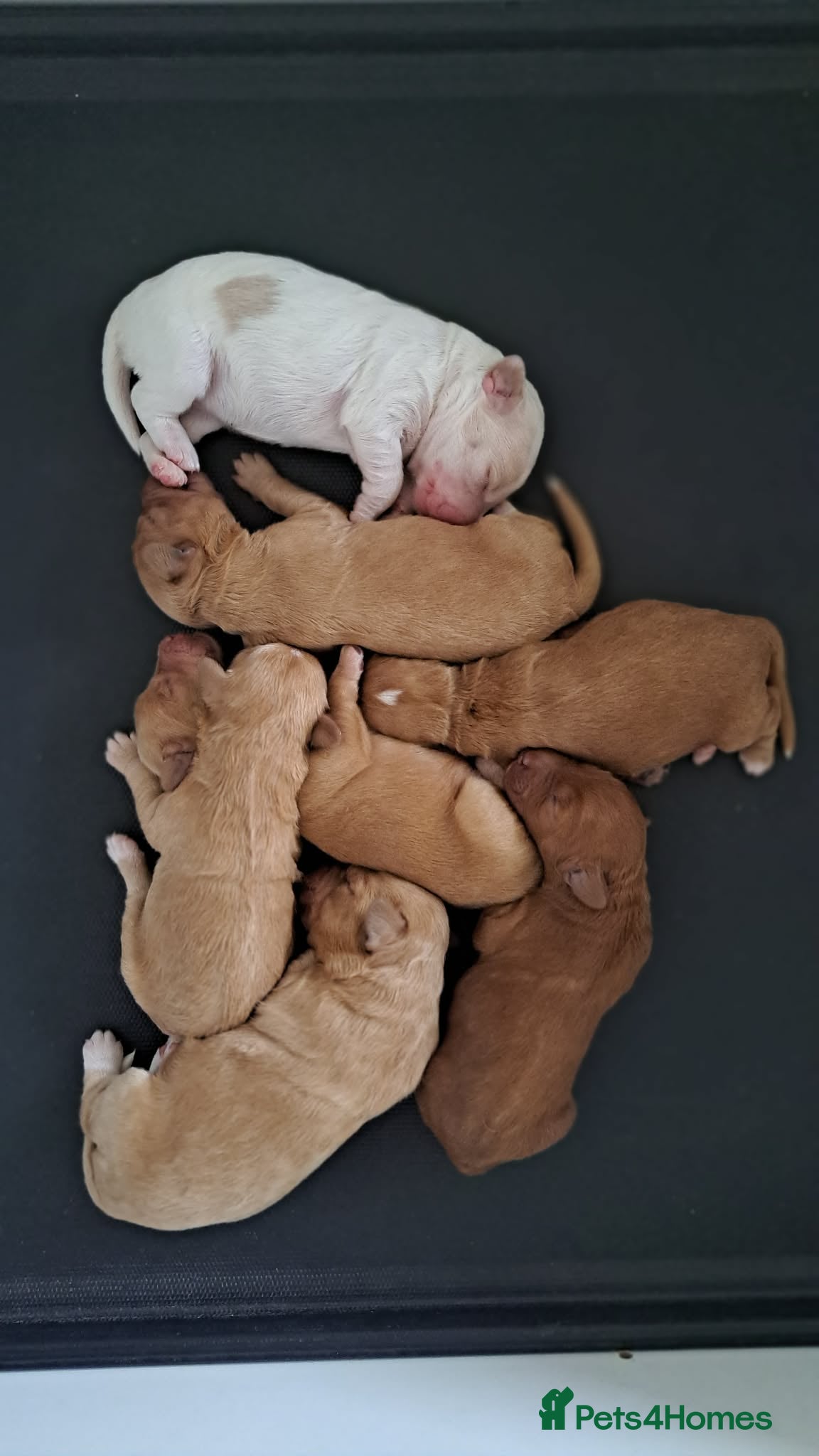 Australian Labradoodle dogs Tosha's puppies - Advert 1
