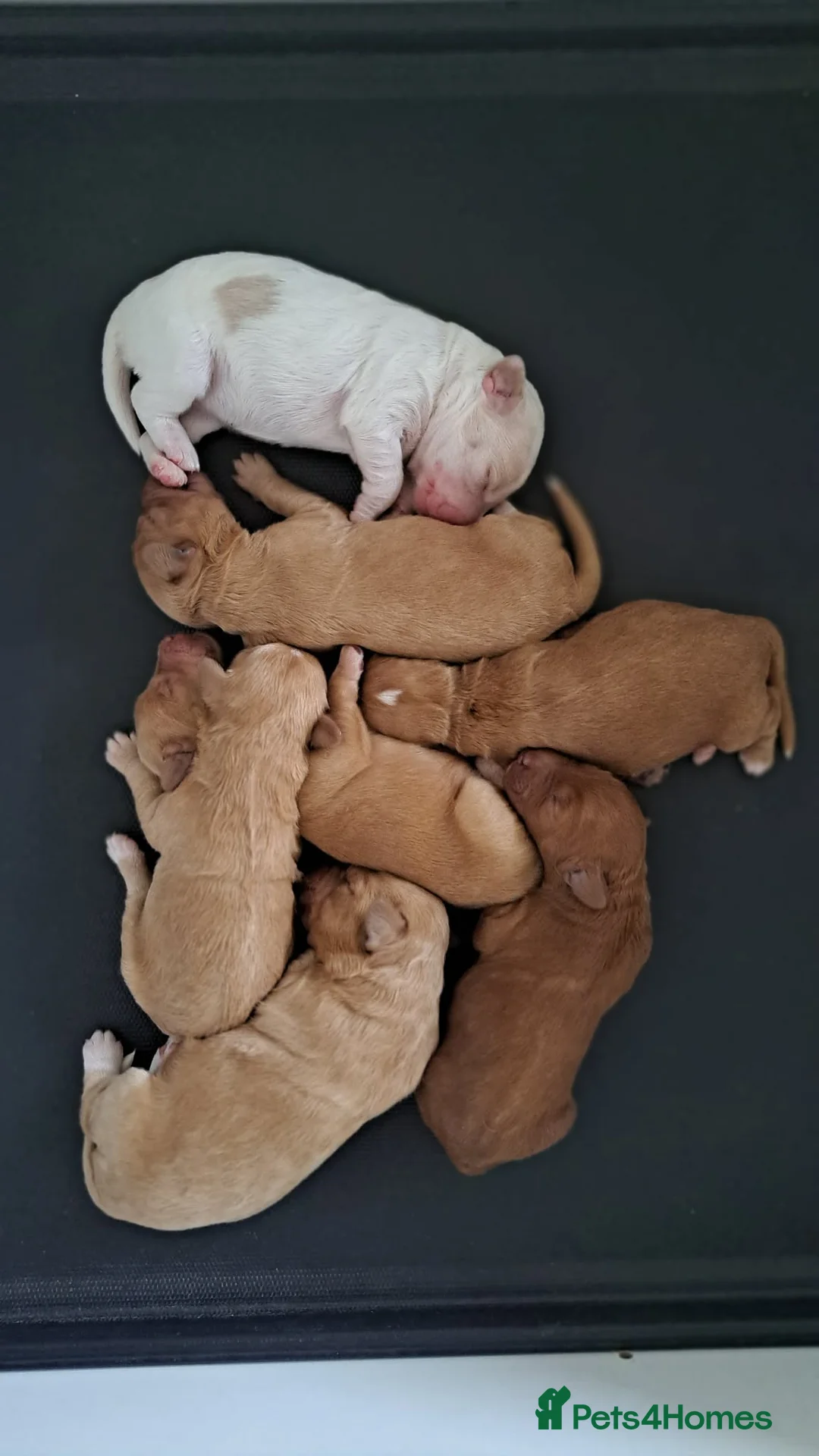 Australian Labradoodle dogs for sale: Tosha's puppies in Basildon - Advert 1