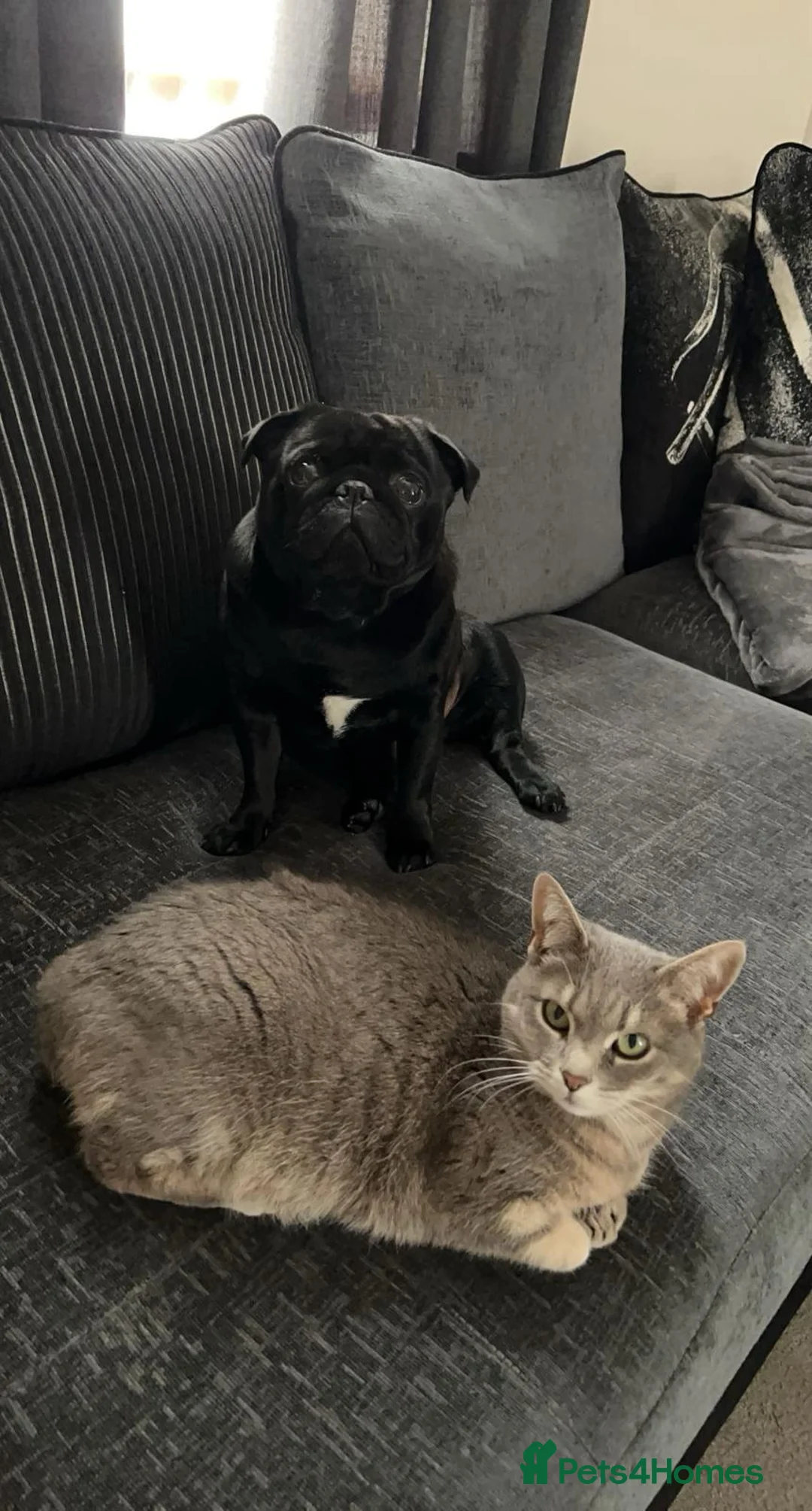 Mixed Breed cats for sale: Pebbles  - Advert 5