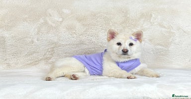 Mixed Breed dogs Beautiful Platinum female chowsky puppy for sale - Advert 1