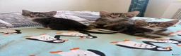 Domestic Shorthair cats for sale: Beautiful little kittens - Advert 8