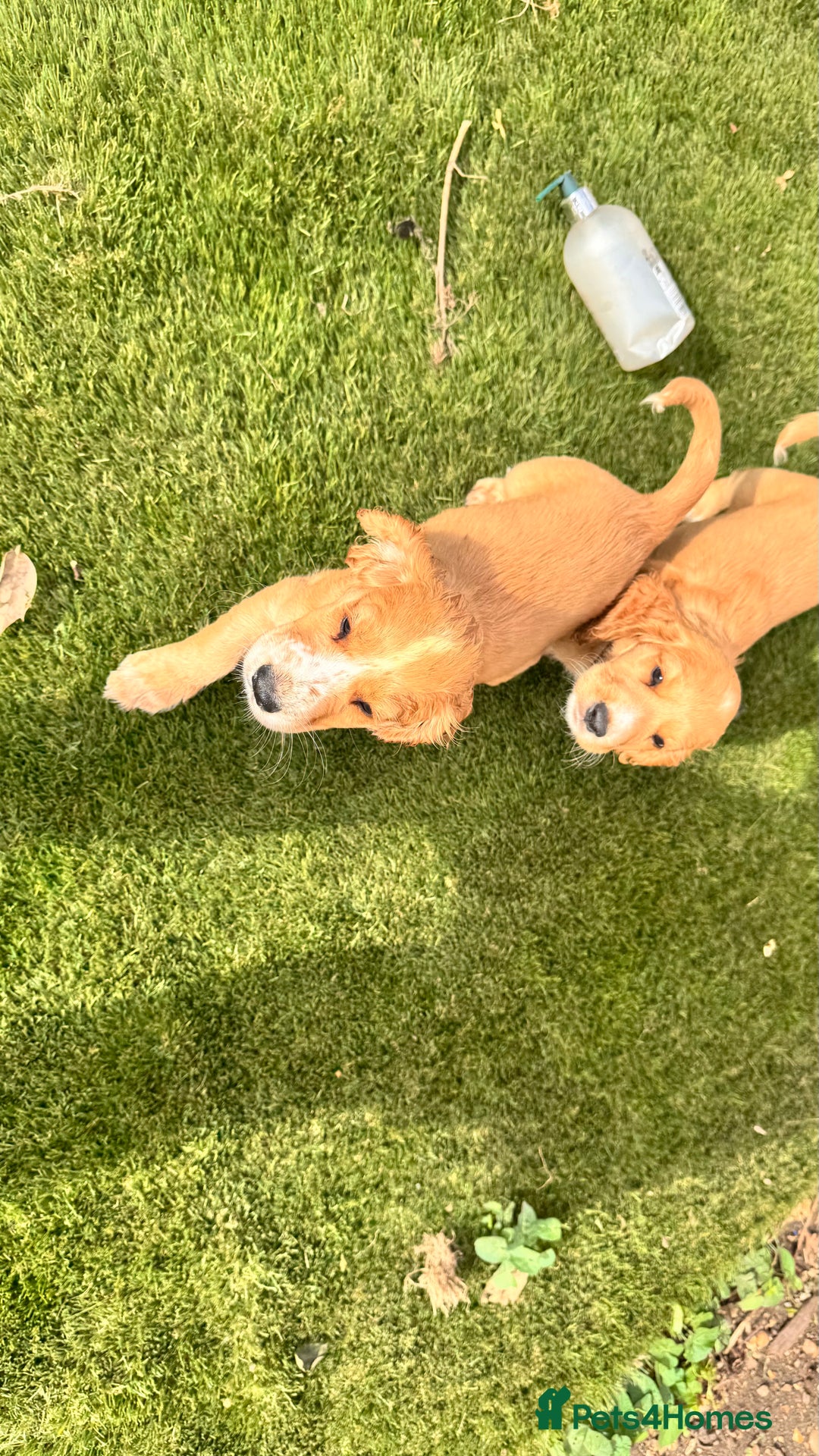 Cocker Spaniel dogs for sale: Cocker spaniel KC Registered,working type - Image 16