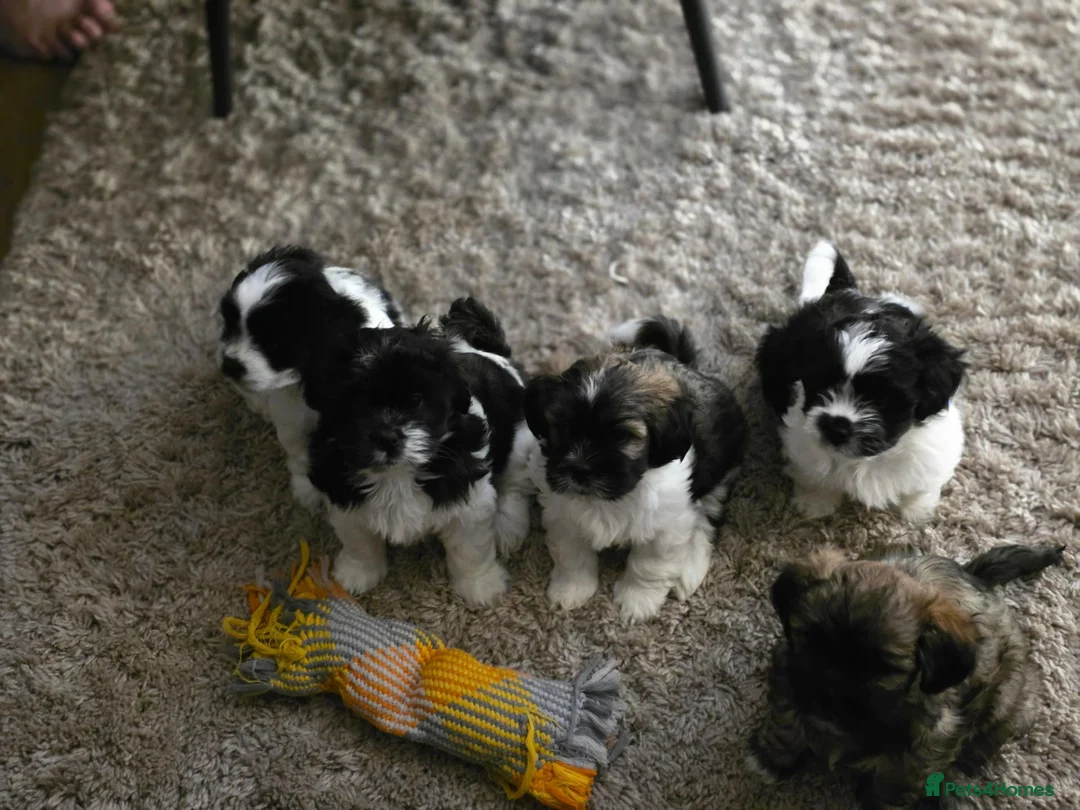 Lhasa Apso dogs for sale: 1 little beauty left.  in Saint Helens - Advert 2