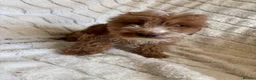 Cockapoo dogs for sale: Because puppy's  in Worksop - Advert 9