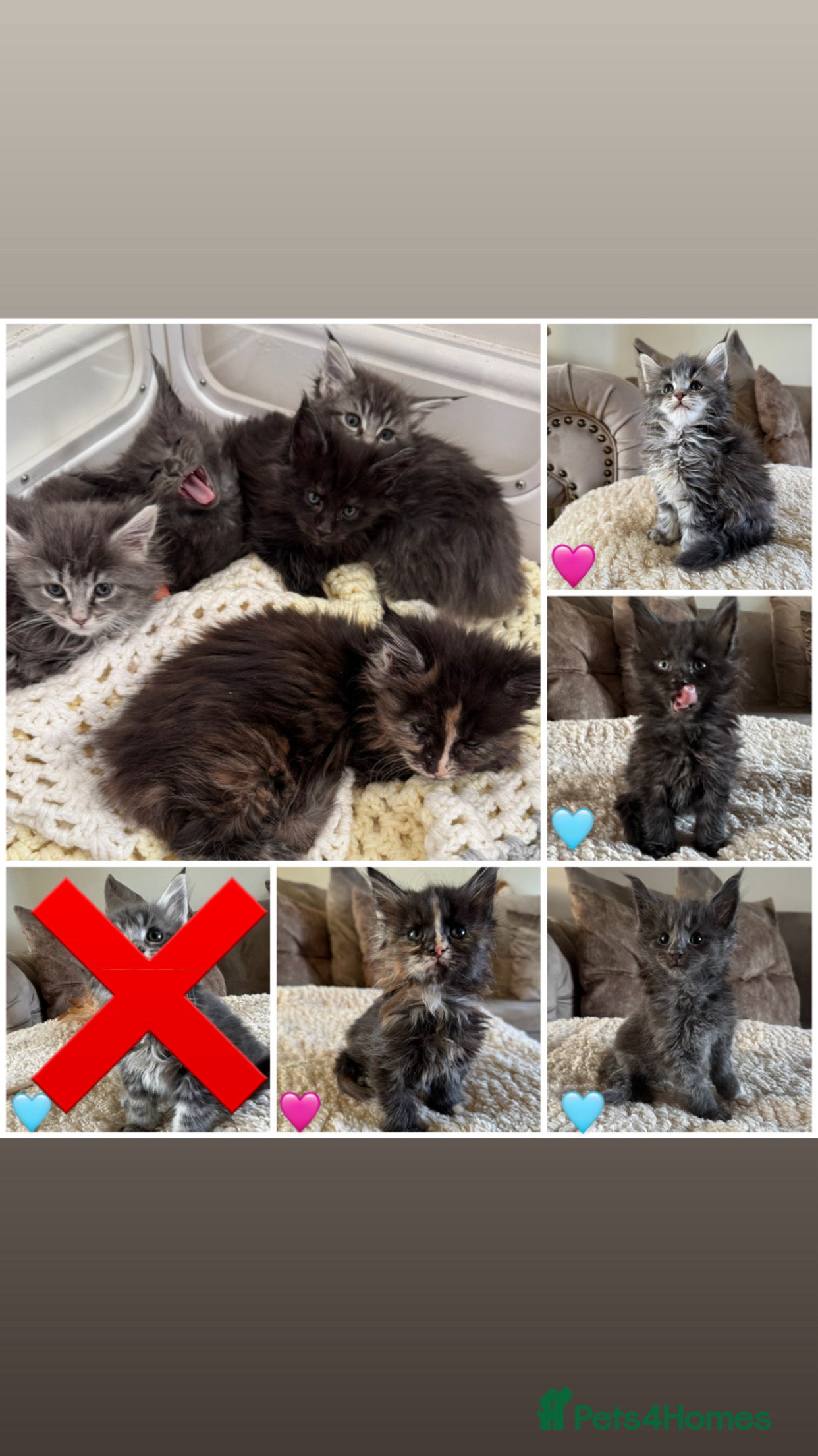 Maine Coon cats Stunning Maine coon kittens  - Advert 6