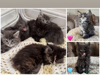 Maine Coon cats Stunning Maine coon kittens - Advert 6