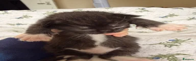 Maine Coon 2
