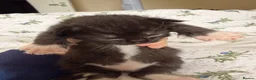 Maine Coon cats for sale: Maine Coon Cross Kittens - Advert 3