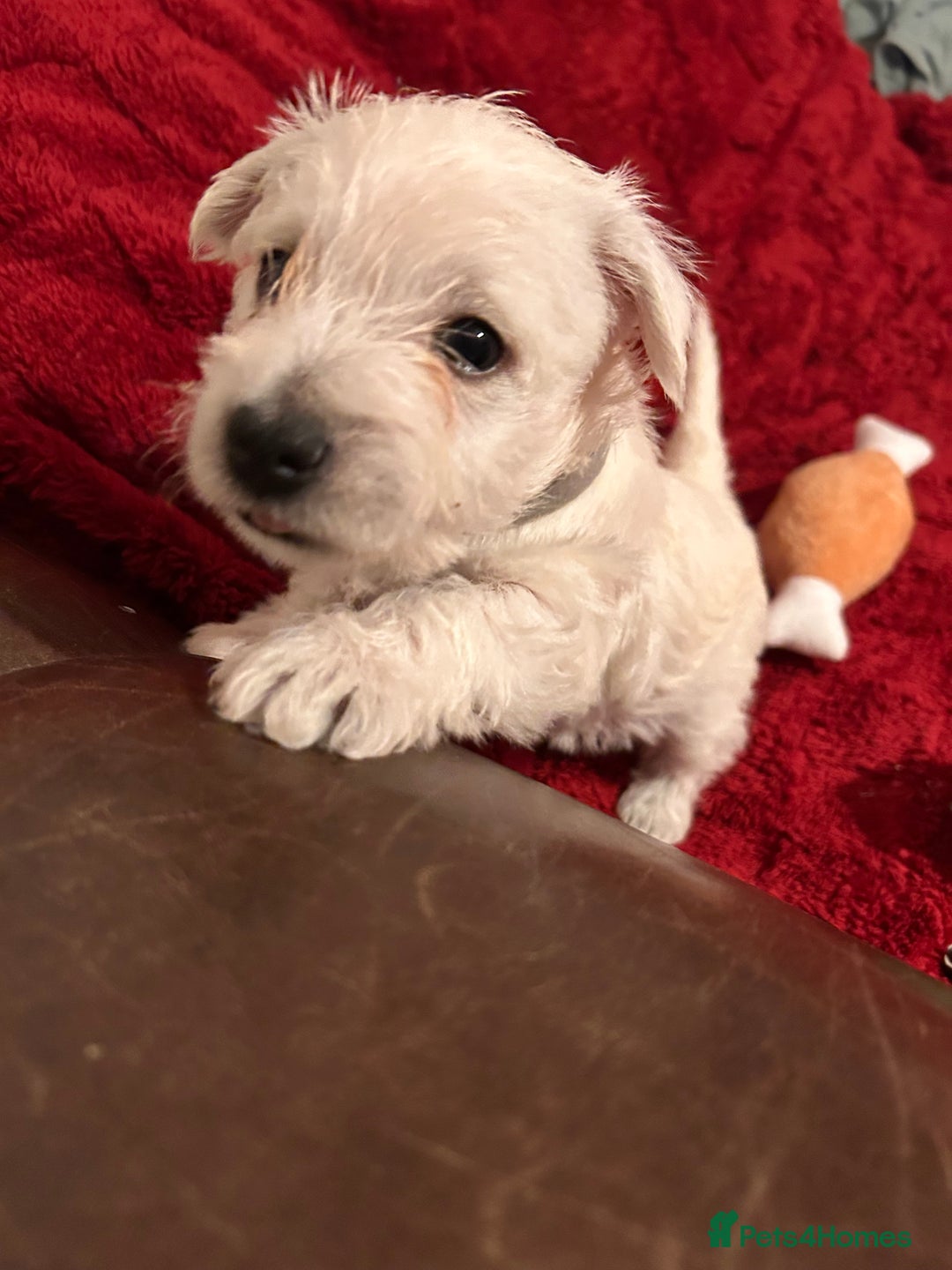West Highland Terrier dogs for sale: West highland puppies - Advert 4