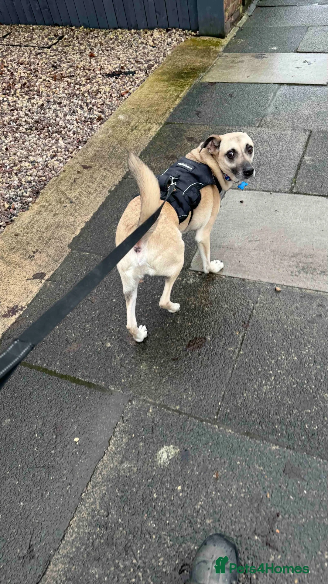 Mixed Breed dogs for sale: Our loving dog is looking for a new home - Advert 2