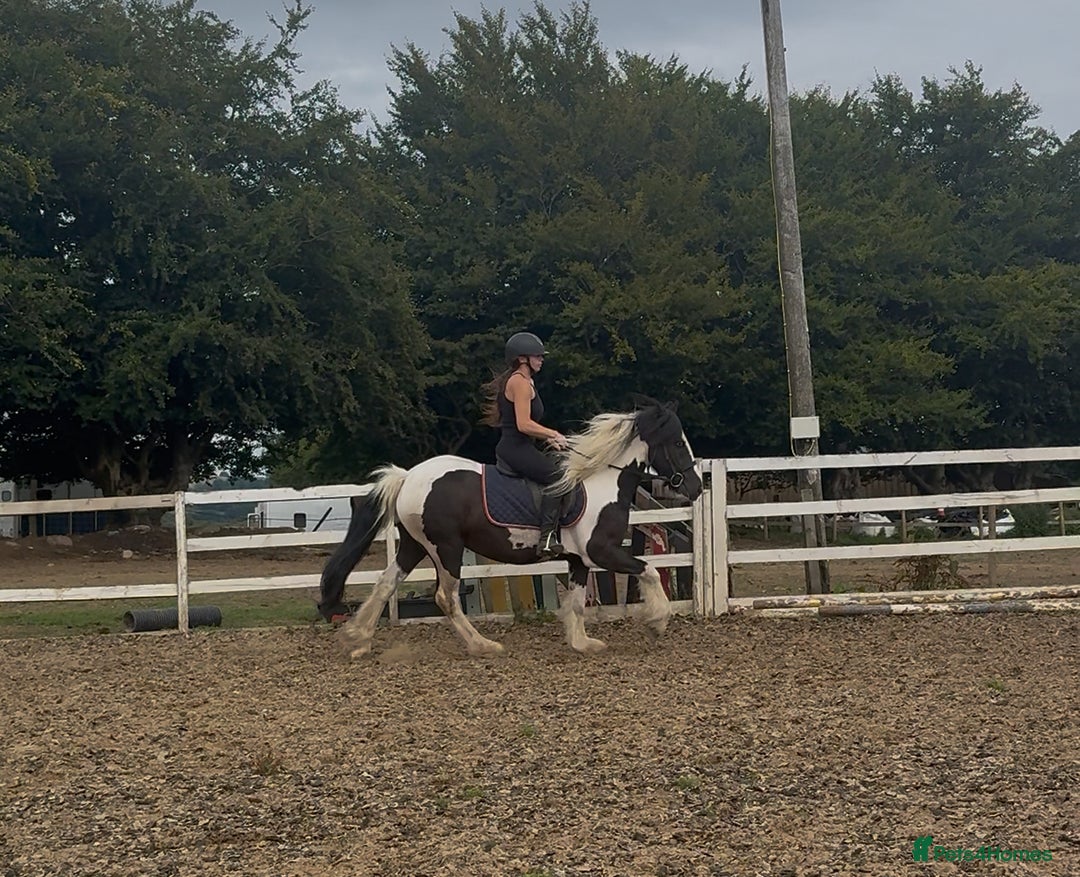 Irish Cob horses for sale: 14hh 6 year old gelding cob - Image 13