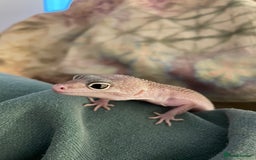 Leopard Gecko reptiles for sale: Blazing blizzard leopard gecko and viv  - Image 1