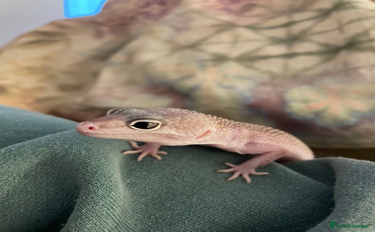 Leopard Gecko reptiles - Advert 1
