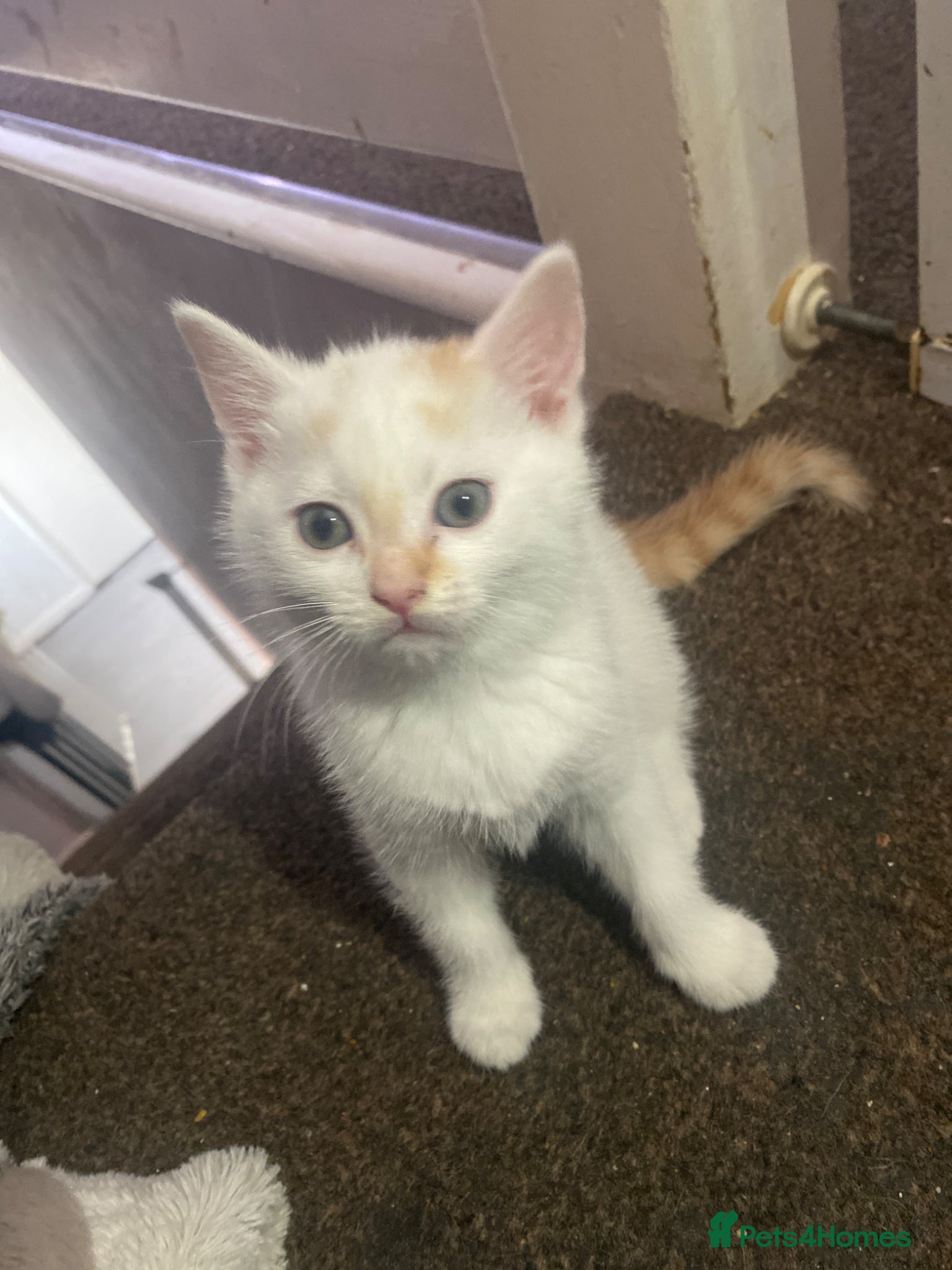 Mixed Breed cats Gorgeous kittens for sale   - Advert 6
