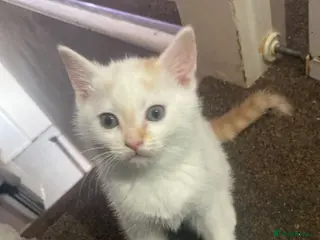 Mixed Breed cats Gorgeous kittens for sale - Advert 6