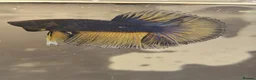 Bettas fish for sale: Betta mustard gas  - Advert 3