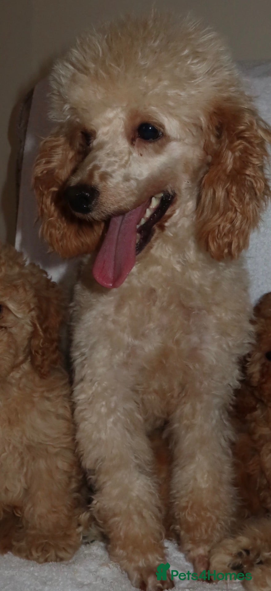 Toy Poodle dogs Toy poodle puppys - Advert 1
