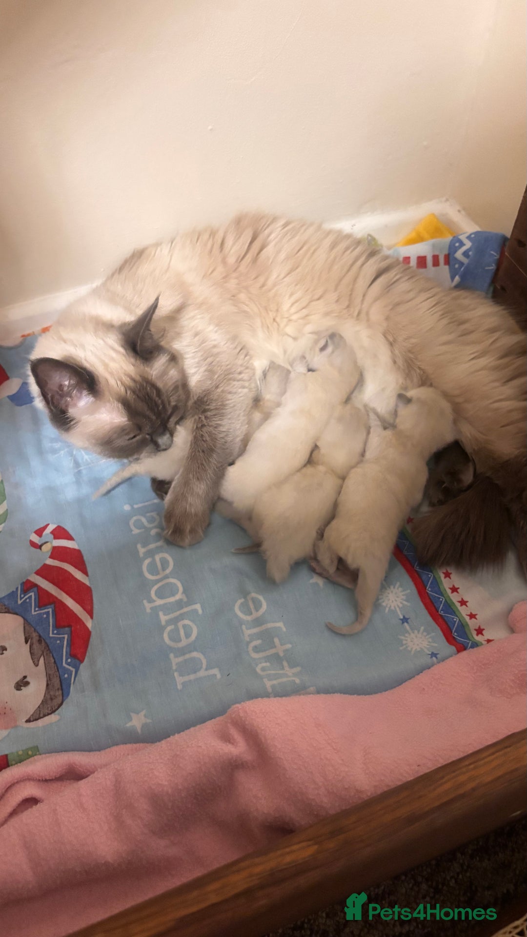 Ragdoll cats for sale: Ragdoll kittens (2 boys and 2 girls)  - Image 22
