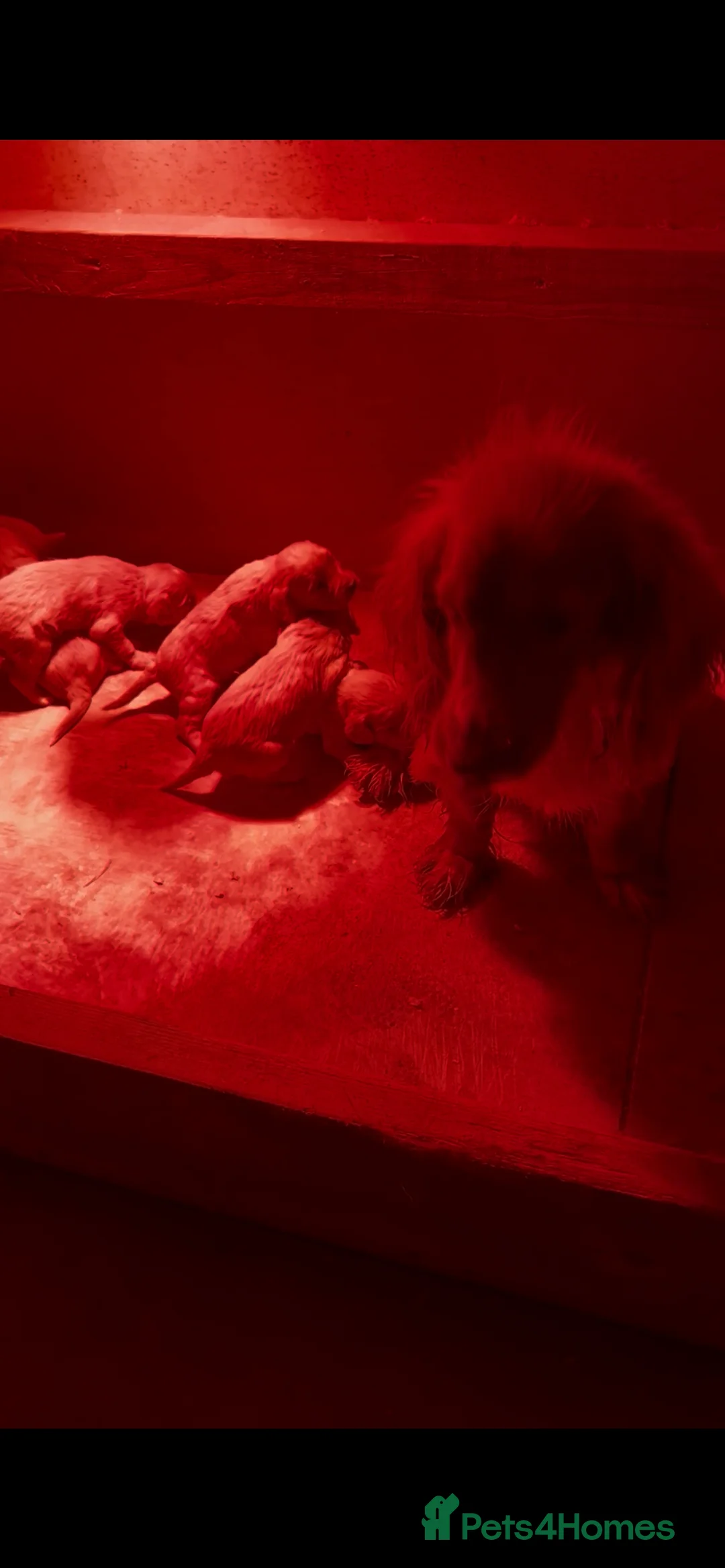 Cockapoo dogs for sale: F1 cockapoos  - Advert 1